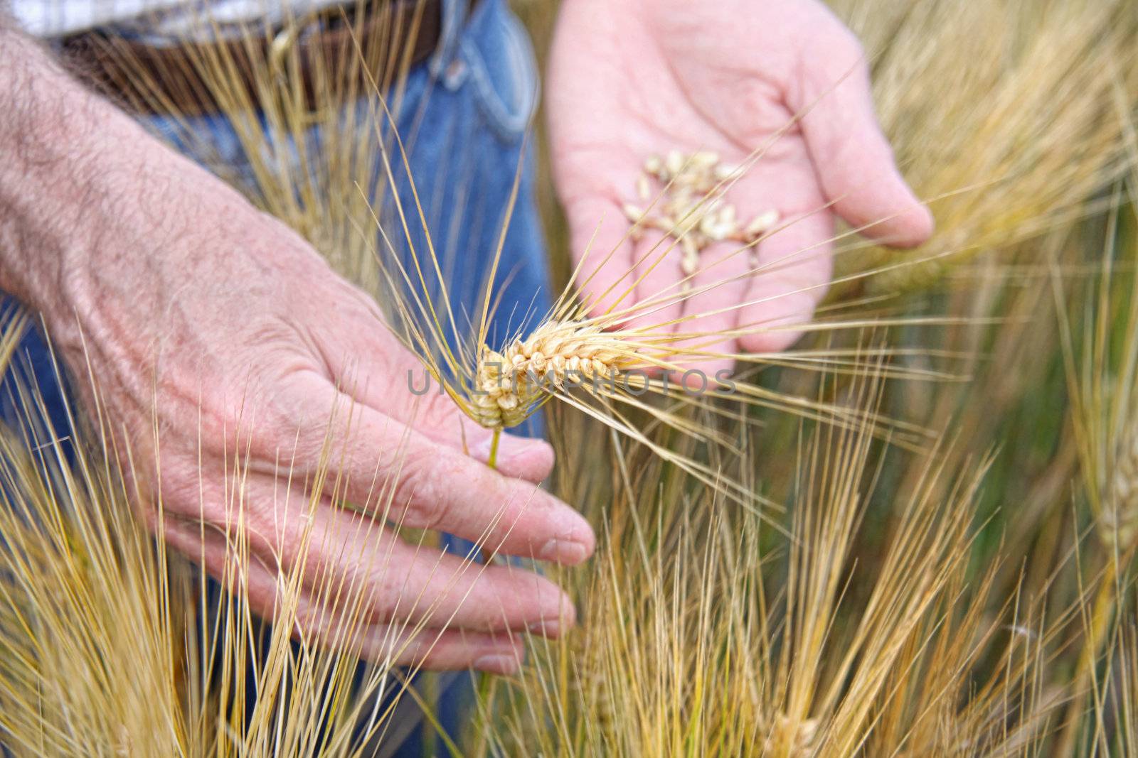 Hands holding wheat  by Sandralise