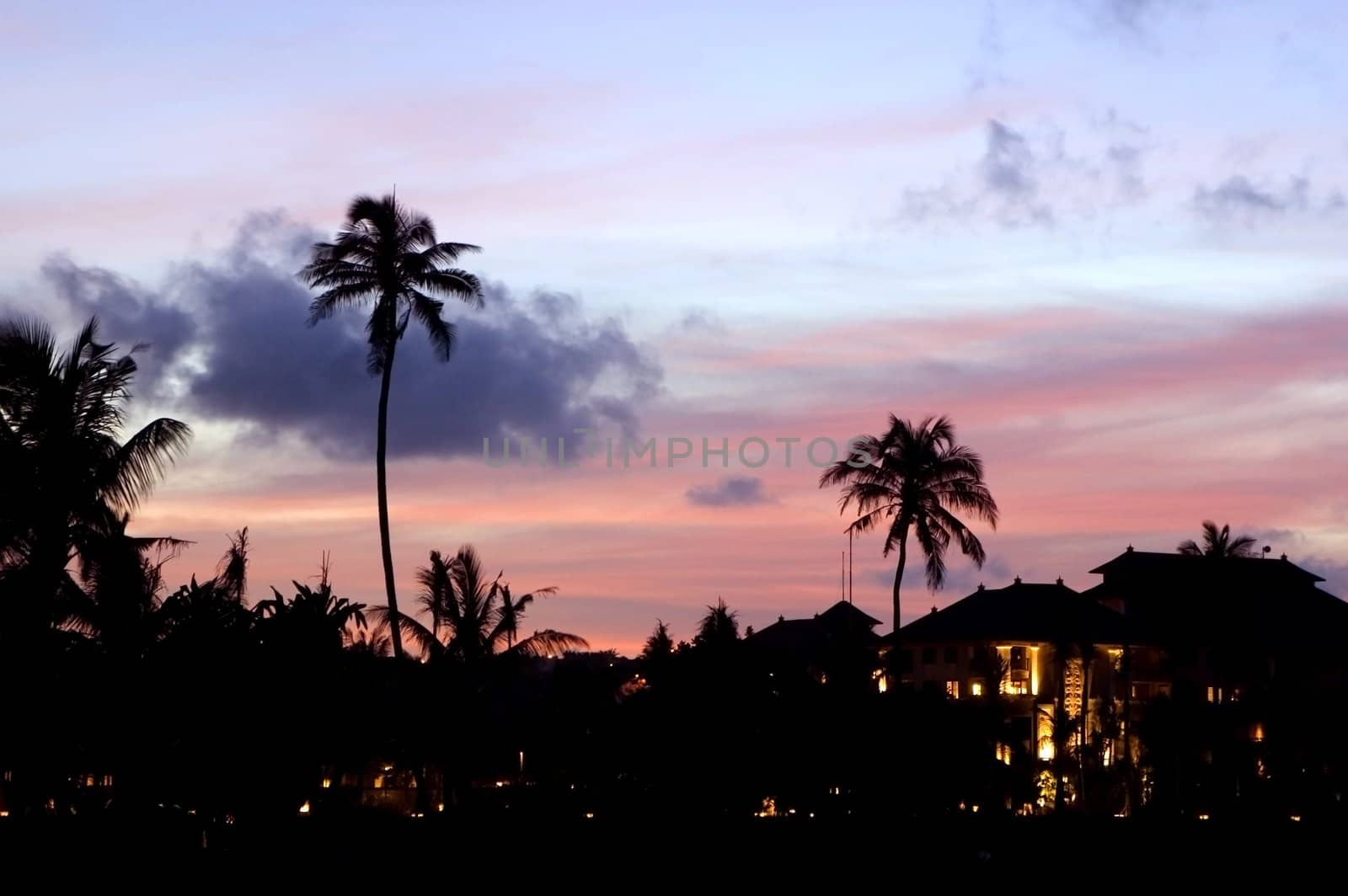 Indonesia, Bali Island, palm tree's contour, sunset made background sky in purple and red colors. 