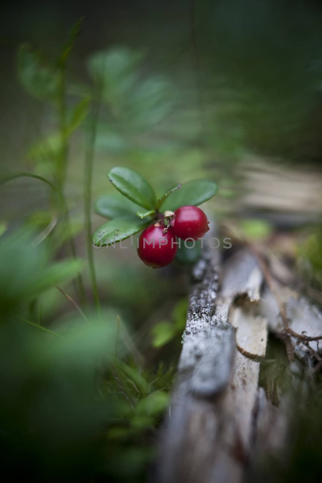 Close up of Lingonberries