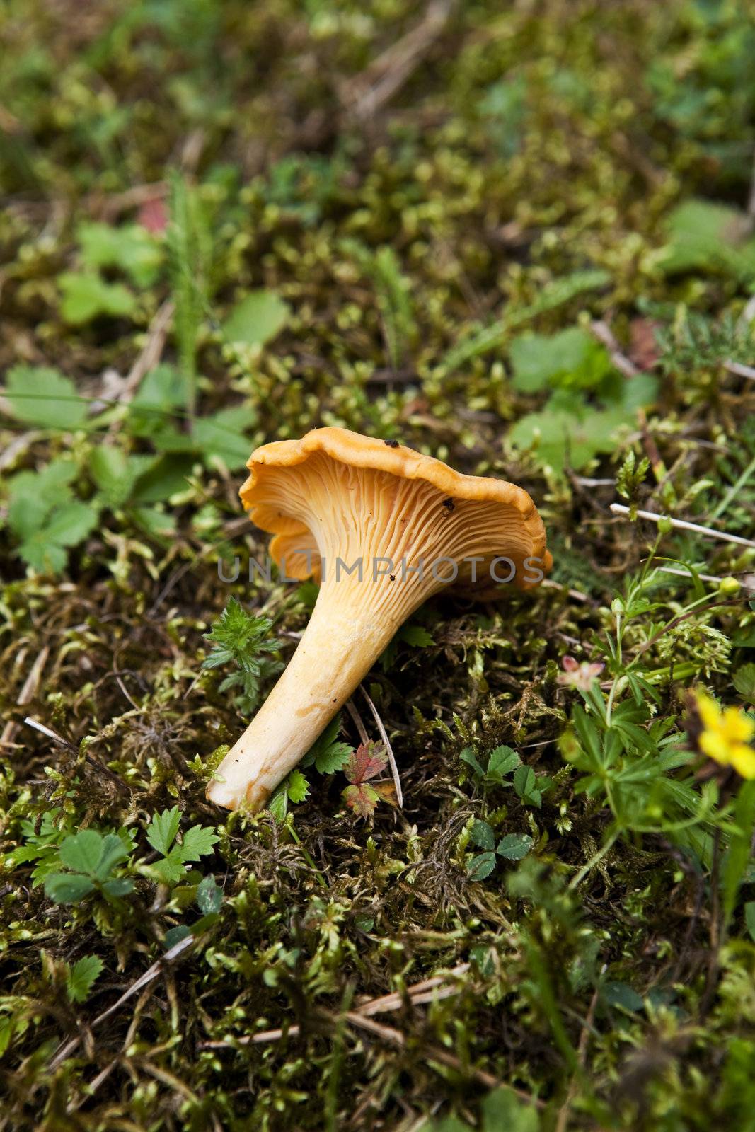 Chantarelle in the forrest