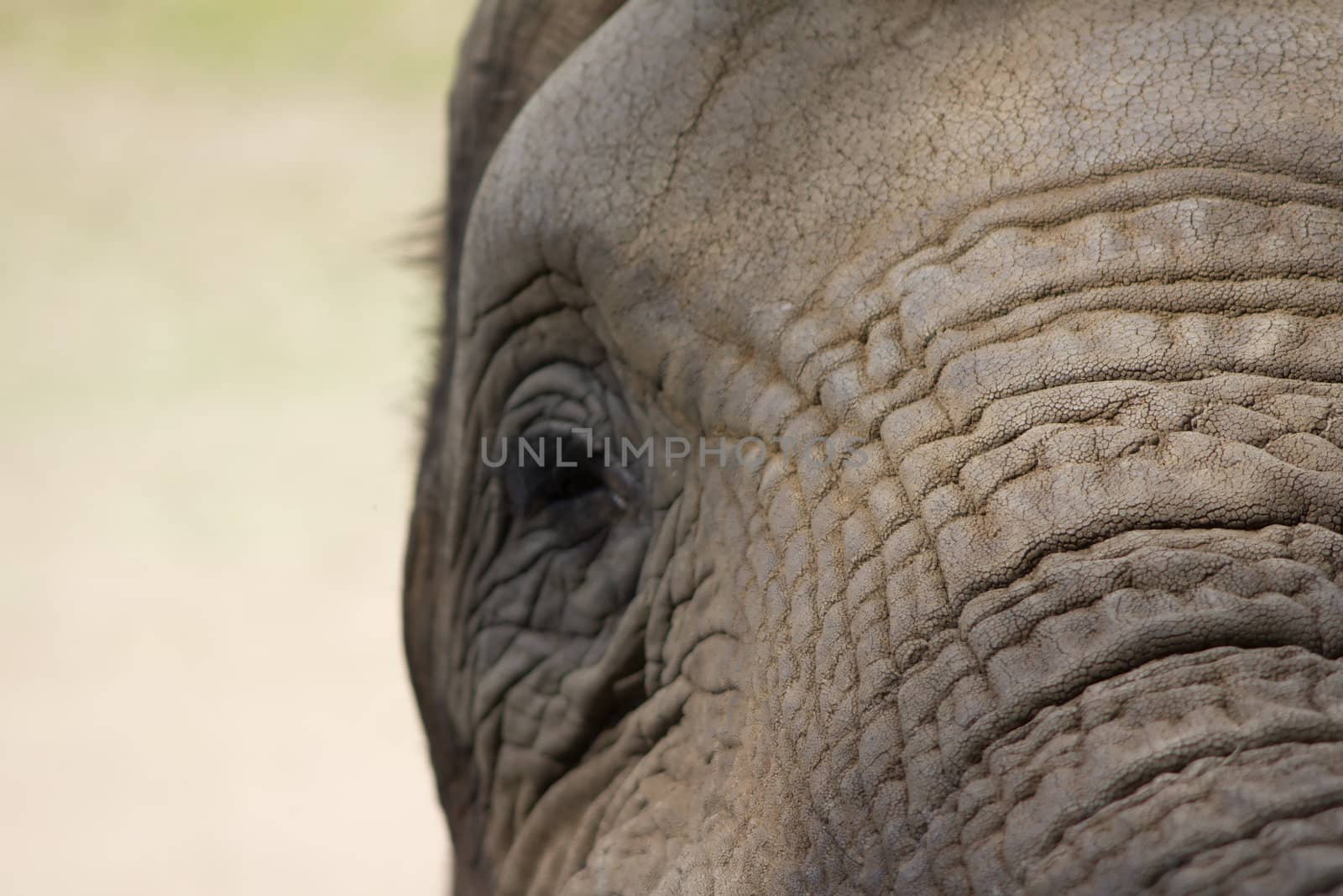 Photograph of an elephant profile, highlighting its wrinkles and age.
