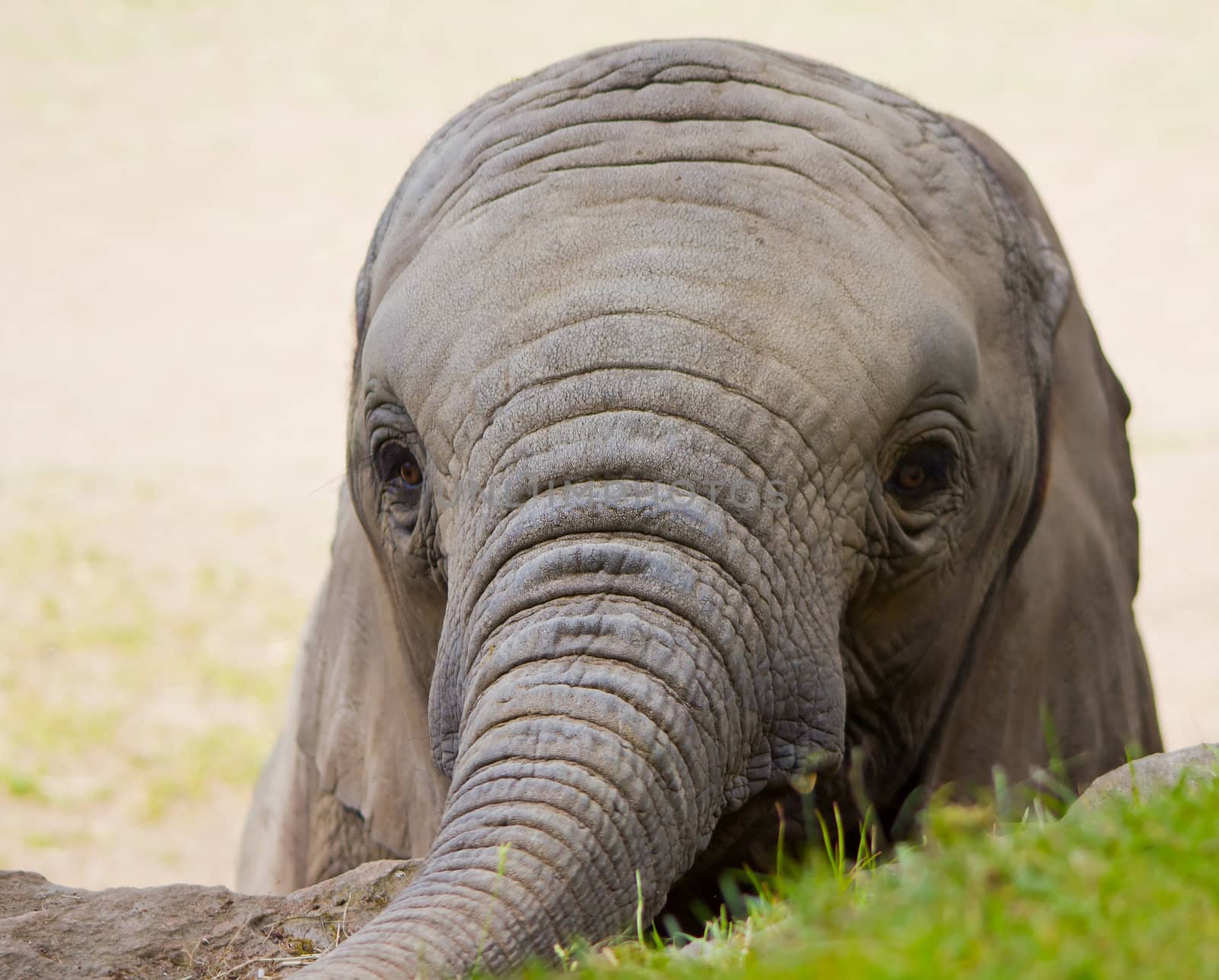 Photograph of an elephant infant, seeking food and human contact during a zoo visit.