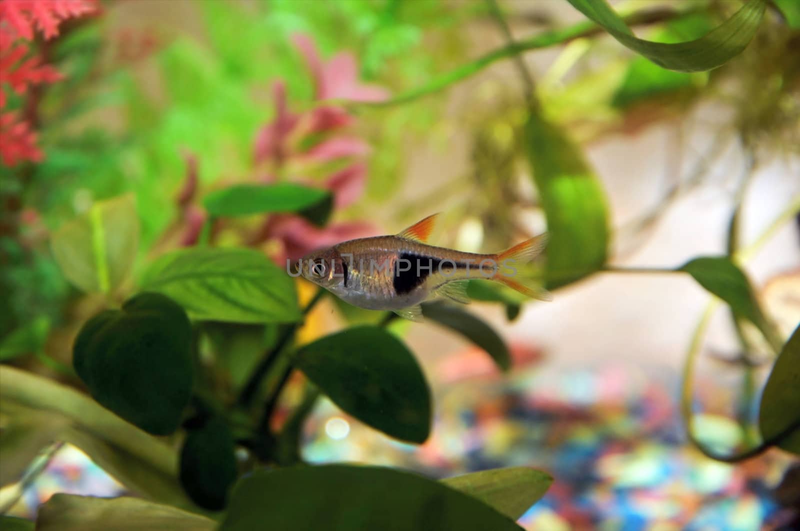 one aquarium fish - Rasbora heteromorpha Duncker