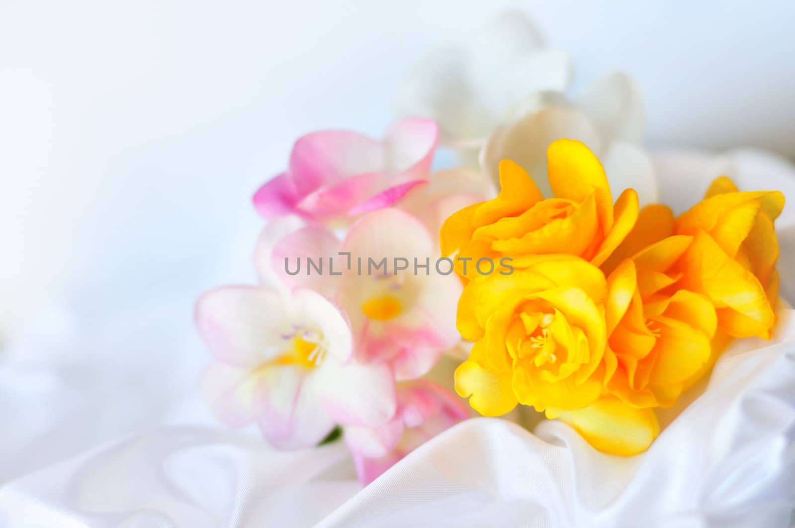 fresia in soft focus laying on the wedding dress