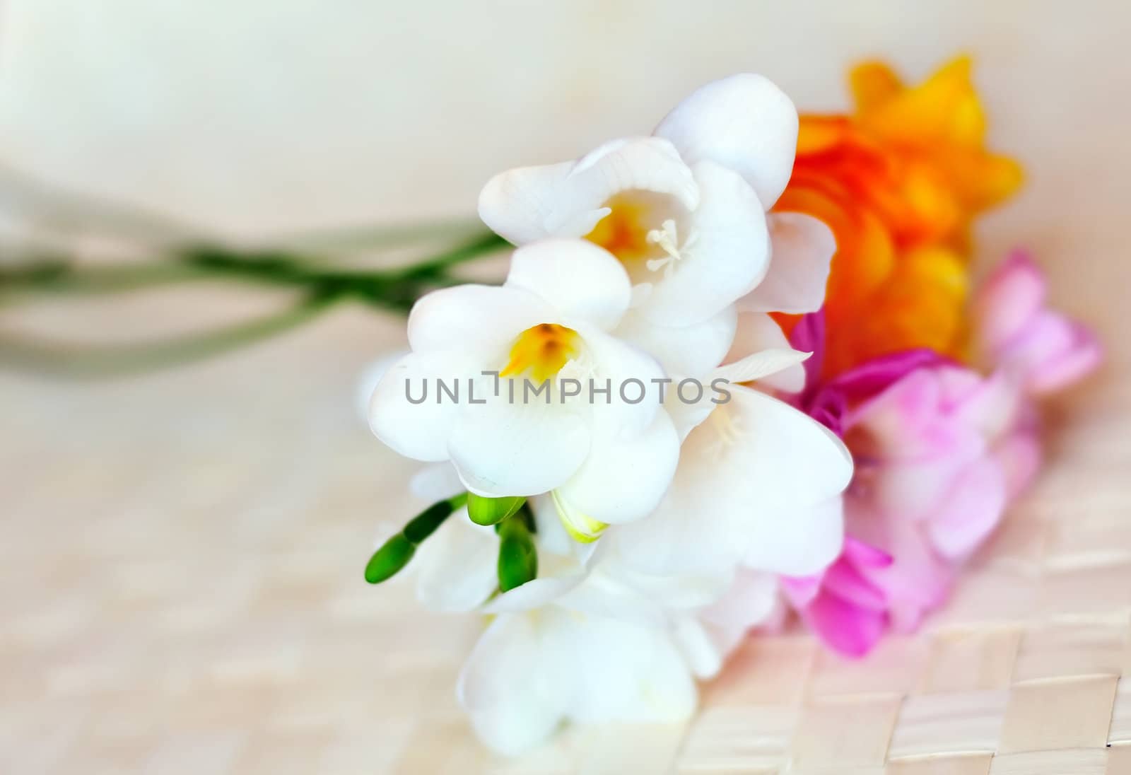 fresh spring freesias in the soft focus
