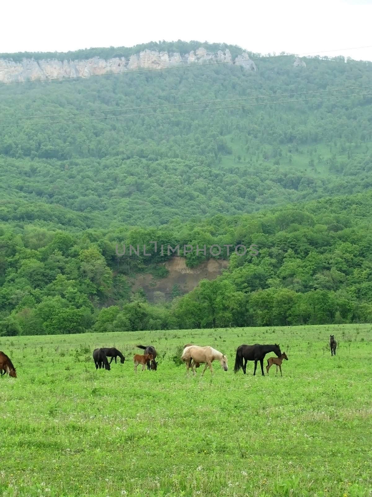 Horses by Viktoha