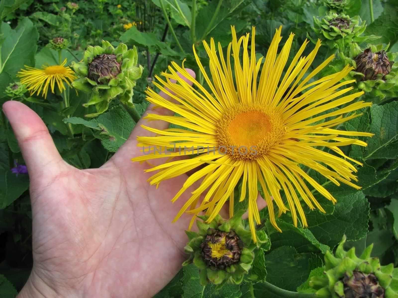 a camomile; the bright; a flower; a bud