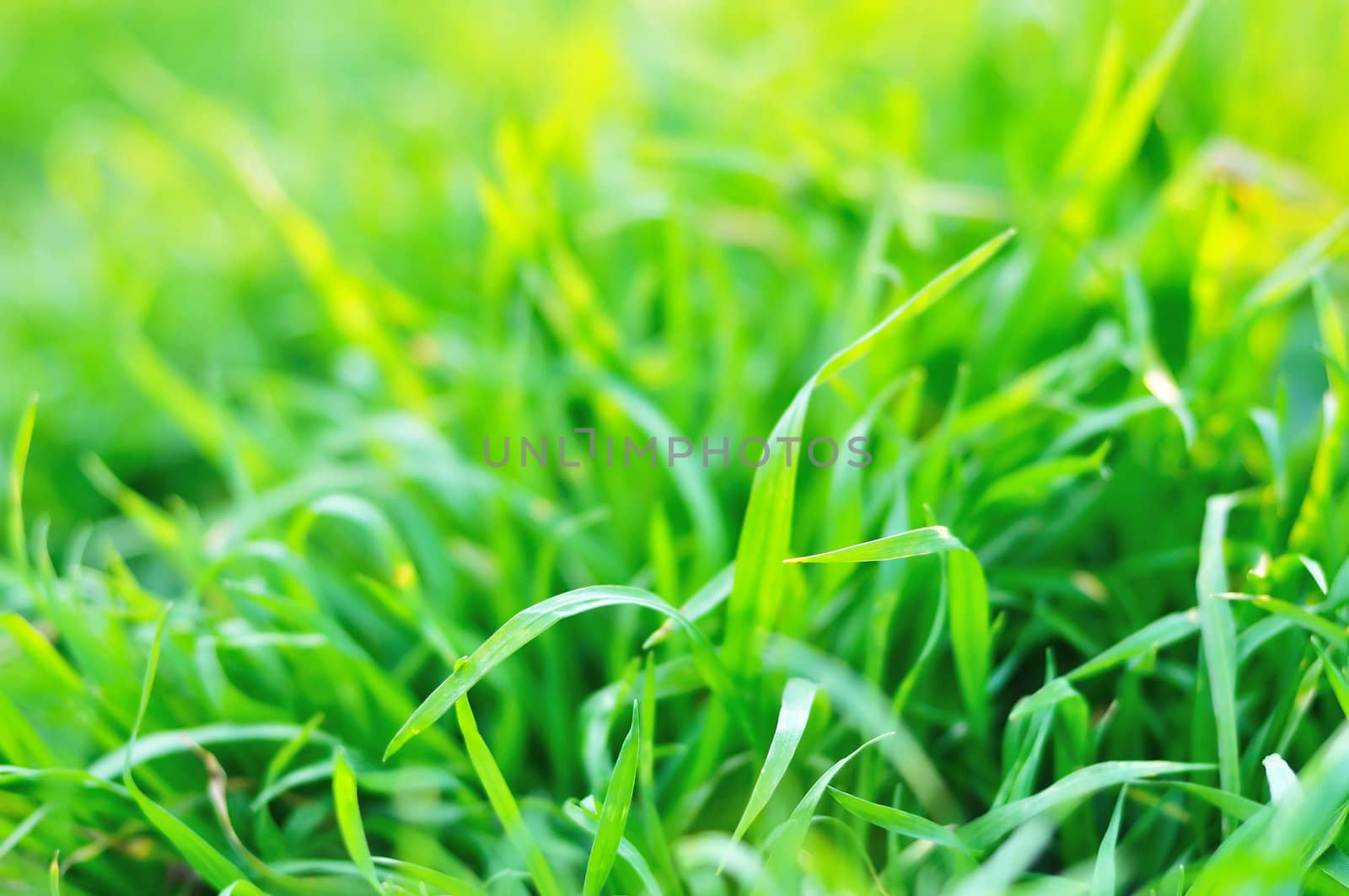 fresh green grass  background in soft focus