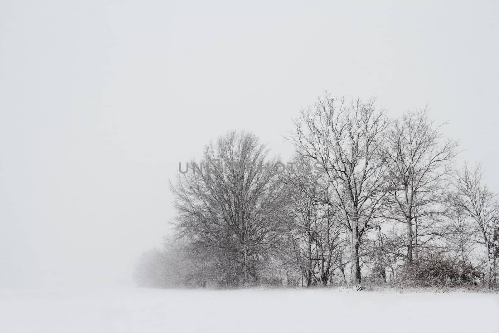 Trees visible through a dense snow storm.