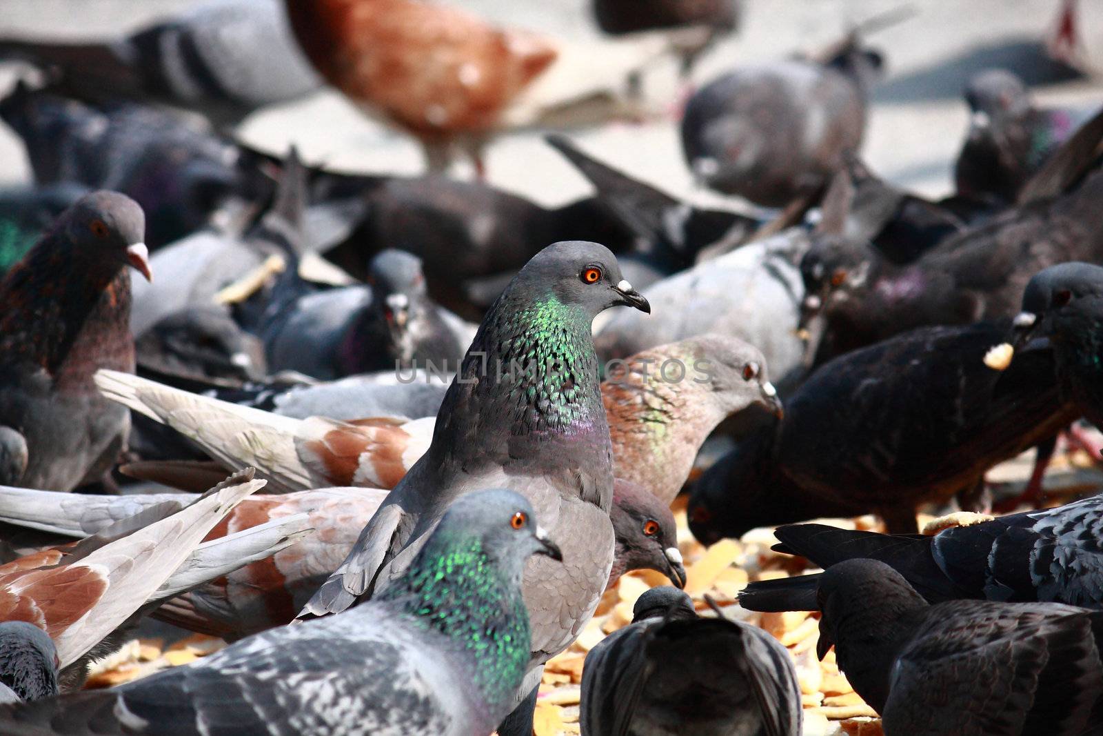 Group of pigeons