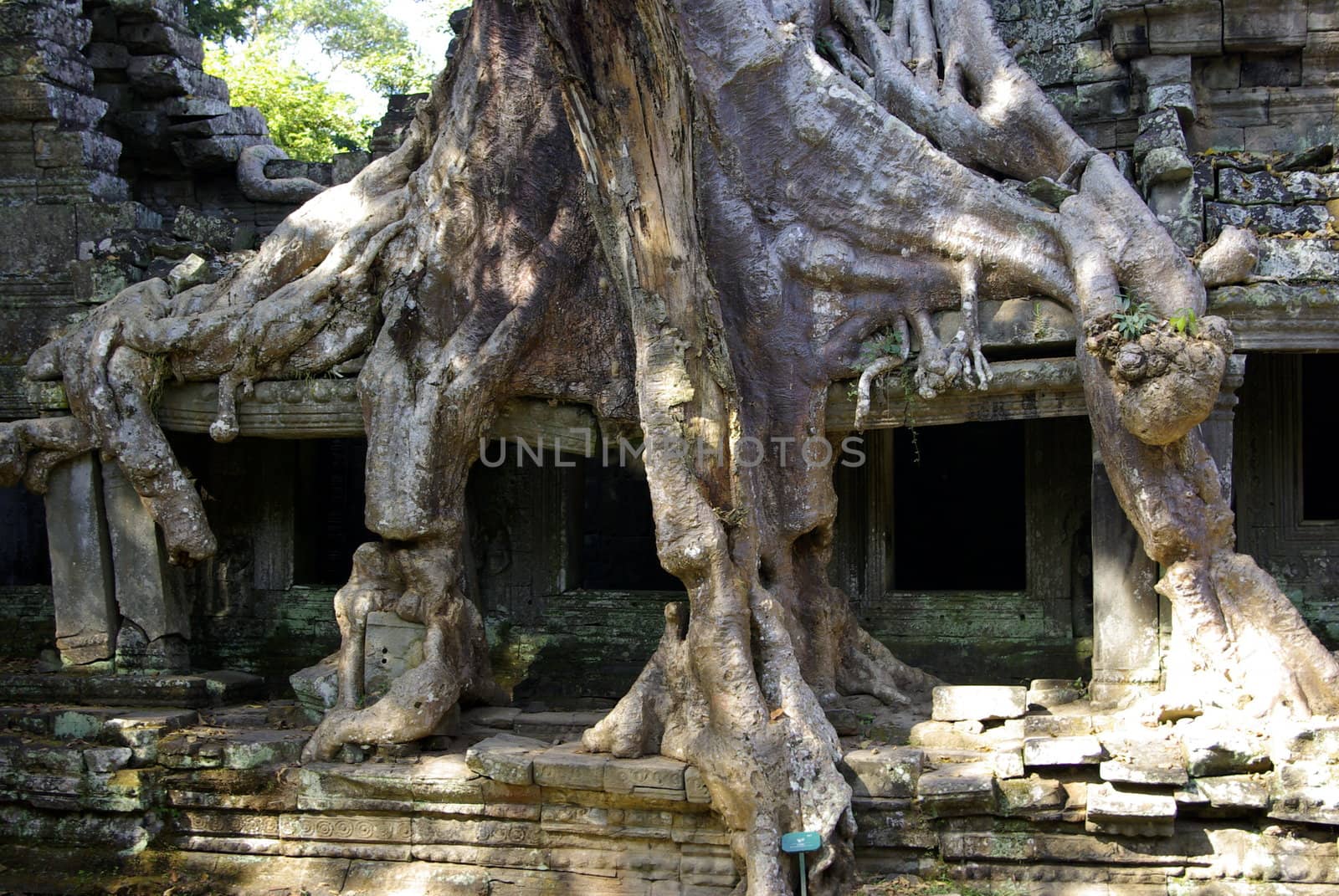 The roots of this tree are really incredible, they have completely covered the wall and part of the pillars of this temple.