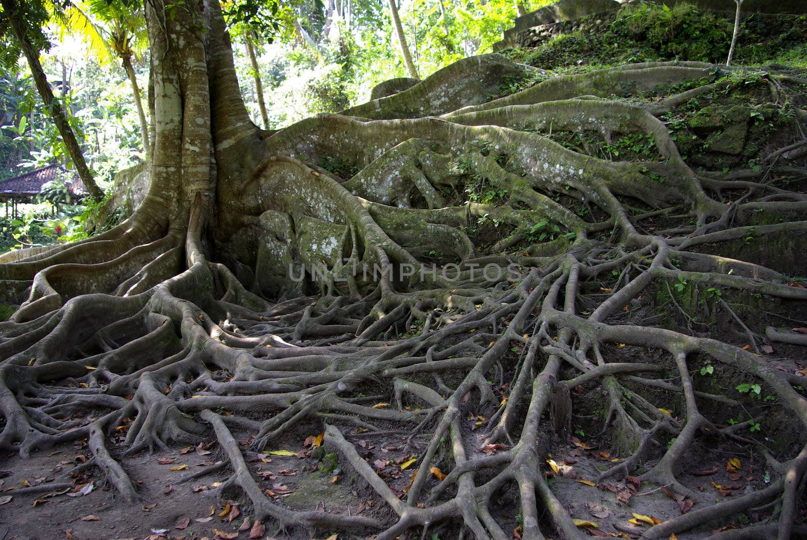 A view of a highly developed root system
