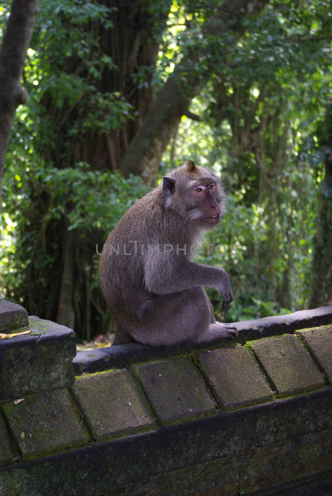 Little monkey on a stone wall by shkyo30