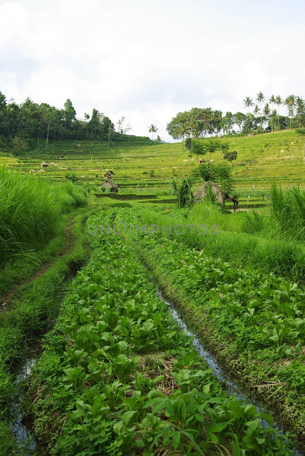 A typical landscape in Bali island : terrace ricefields and palms.