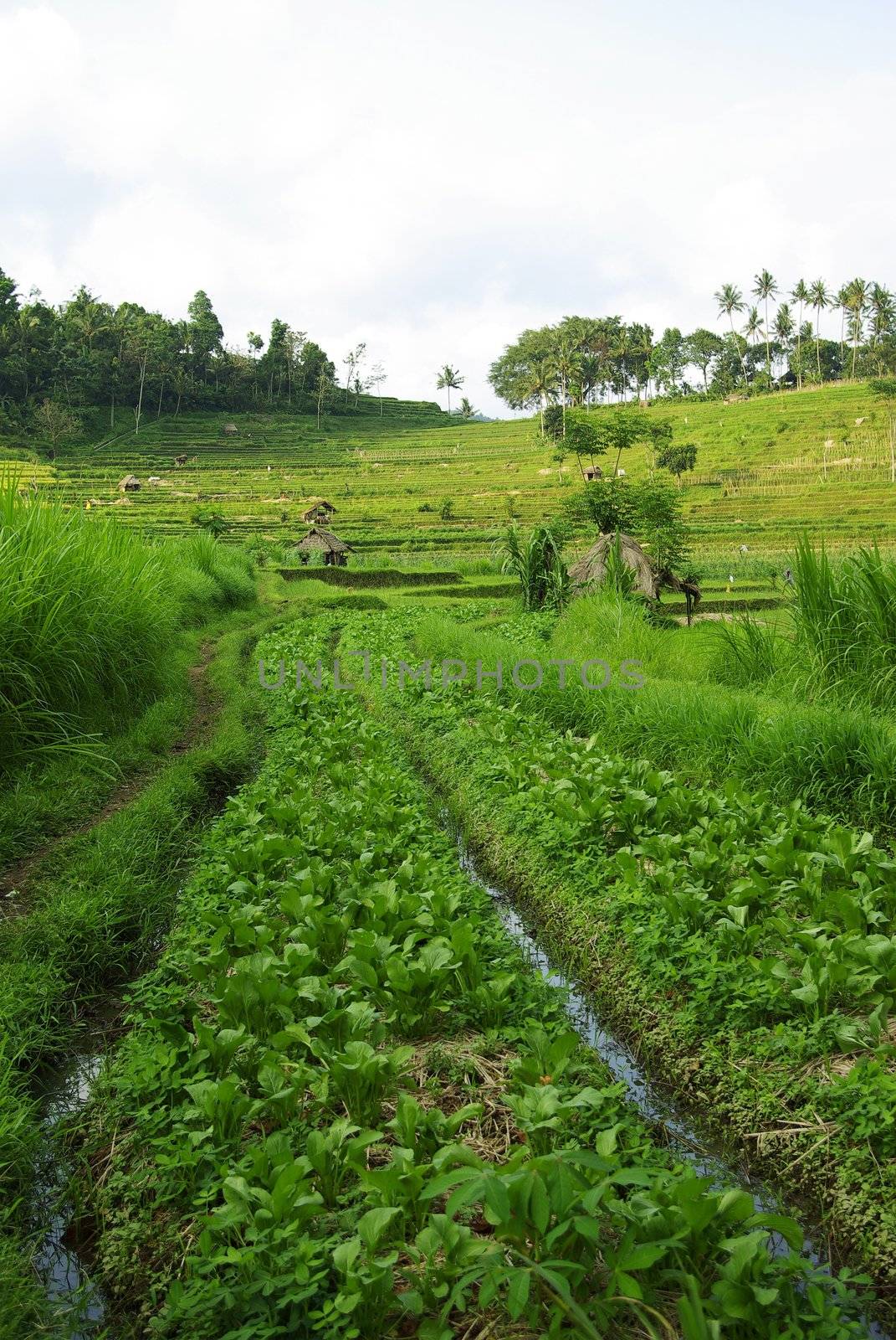 Terrace ricefields and palms in Bali by shkyo30