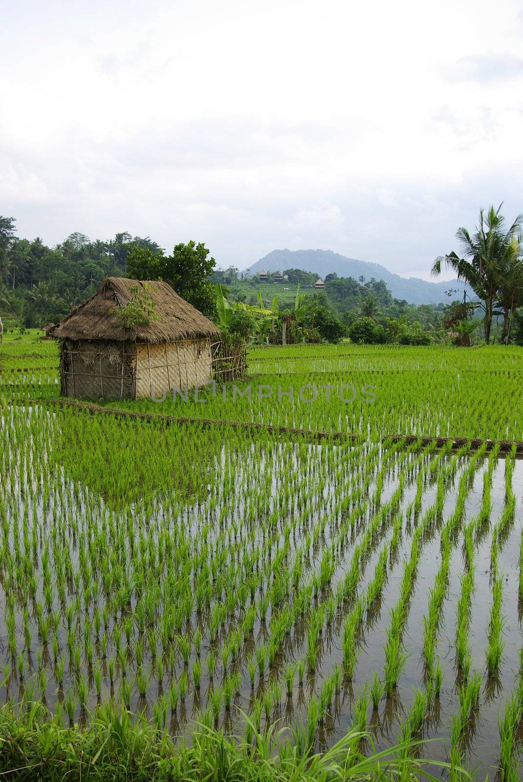 Young watered ricefield with a little hut in Bali island by shkyo30