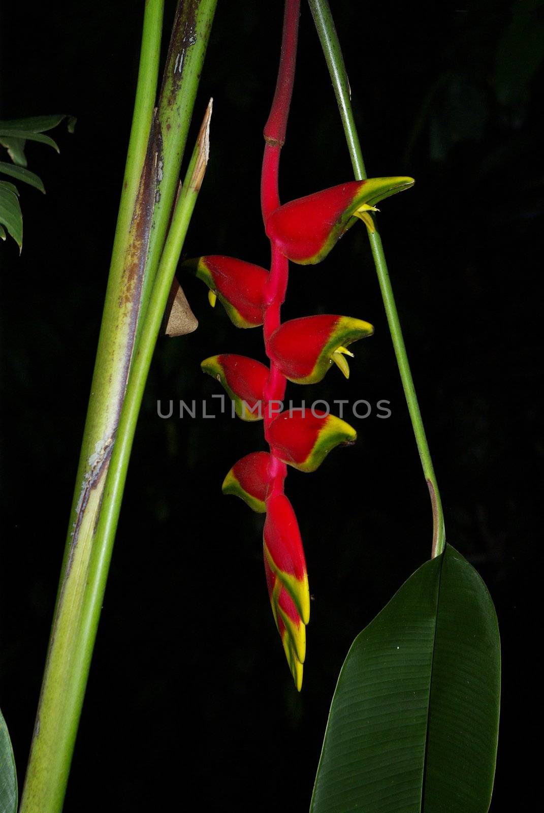 It's tropical flowers called "Paradise Birds" in Bali island.