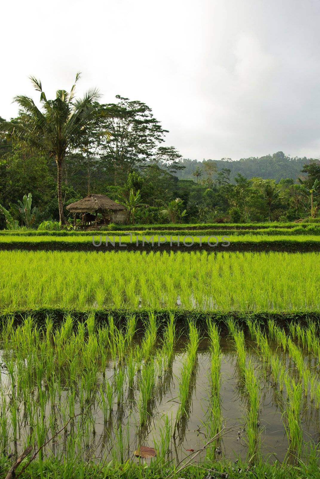 Landscape of young ricefields in Bali by shkyo30