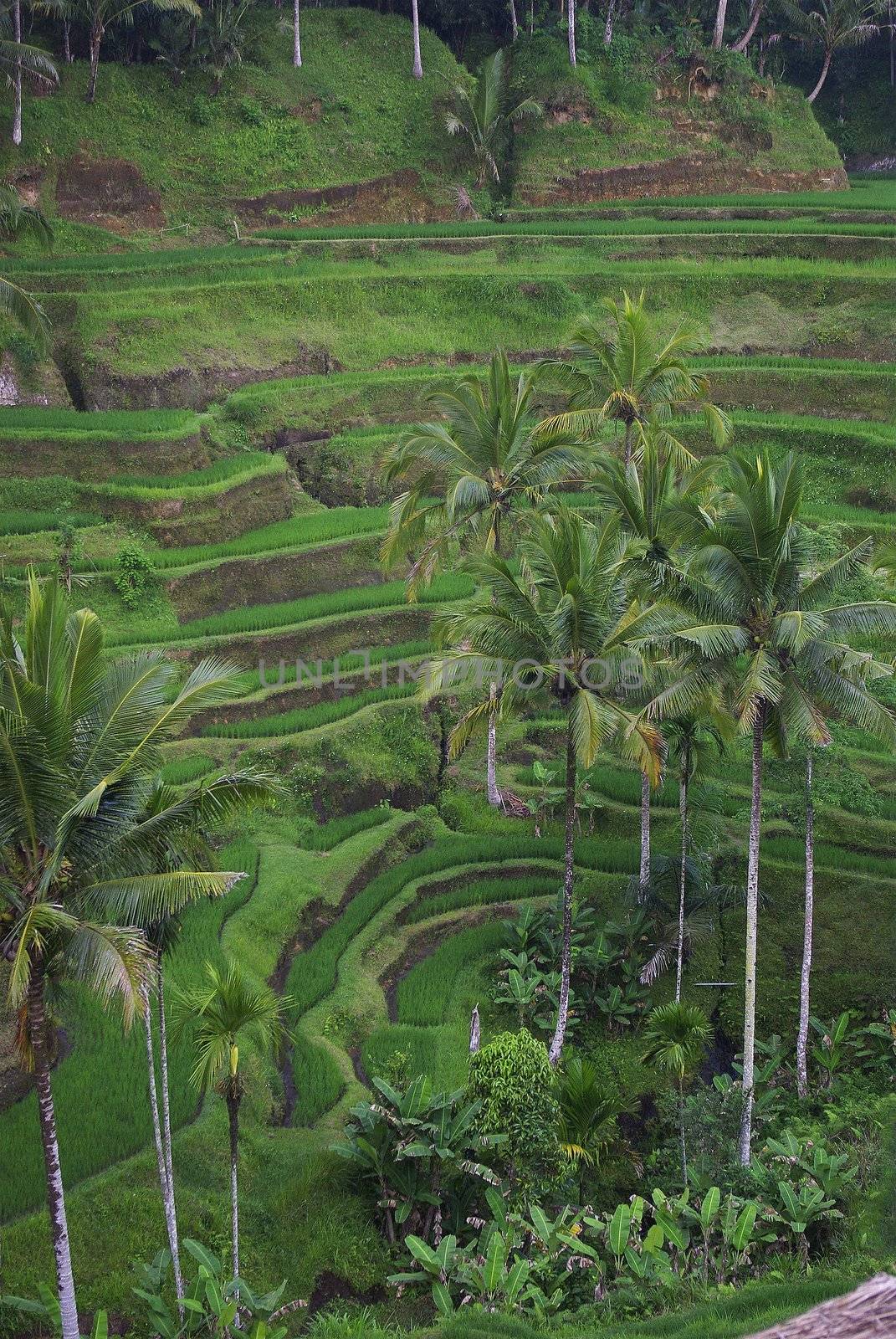 Many terrace ricefields and palms trees in Bali by shkyo30