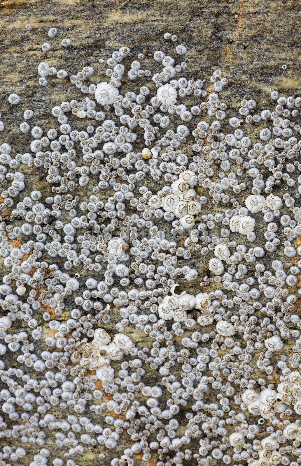 Sea animals - barnacle on a rock by pzaxe