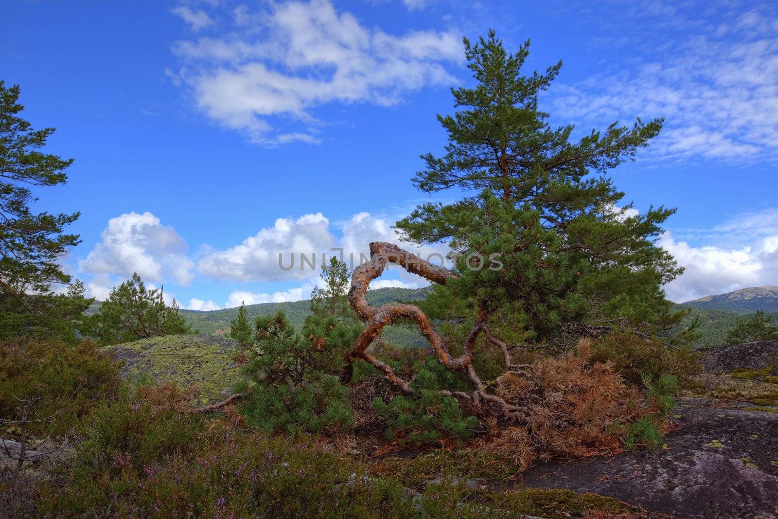 Norwegian woods by kjorgen
