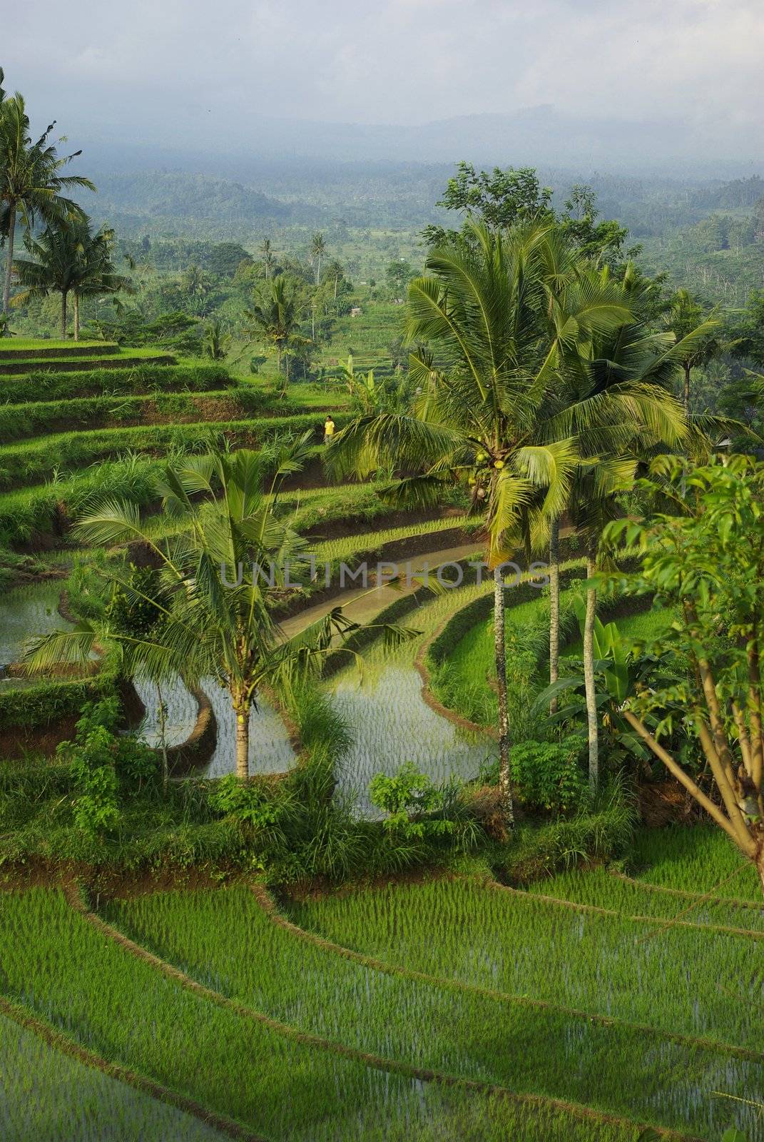 Landscape of young watered ricefields in Bali by shkyo30