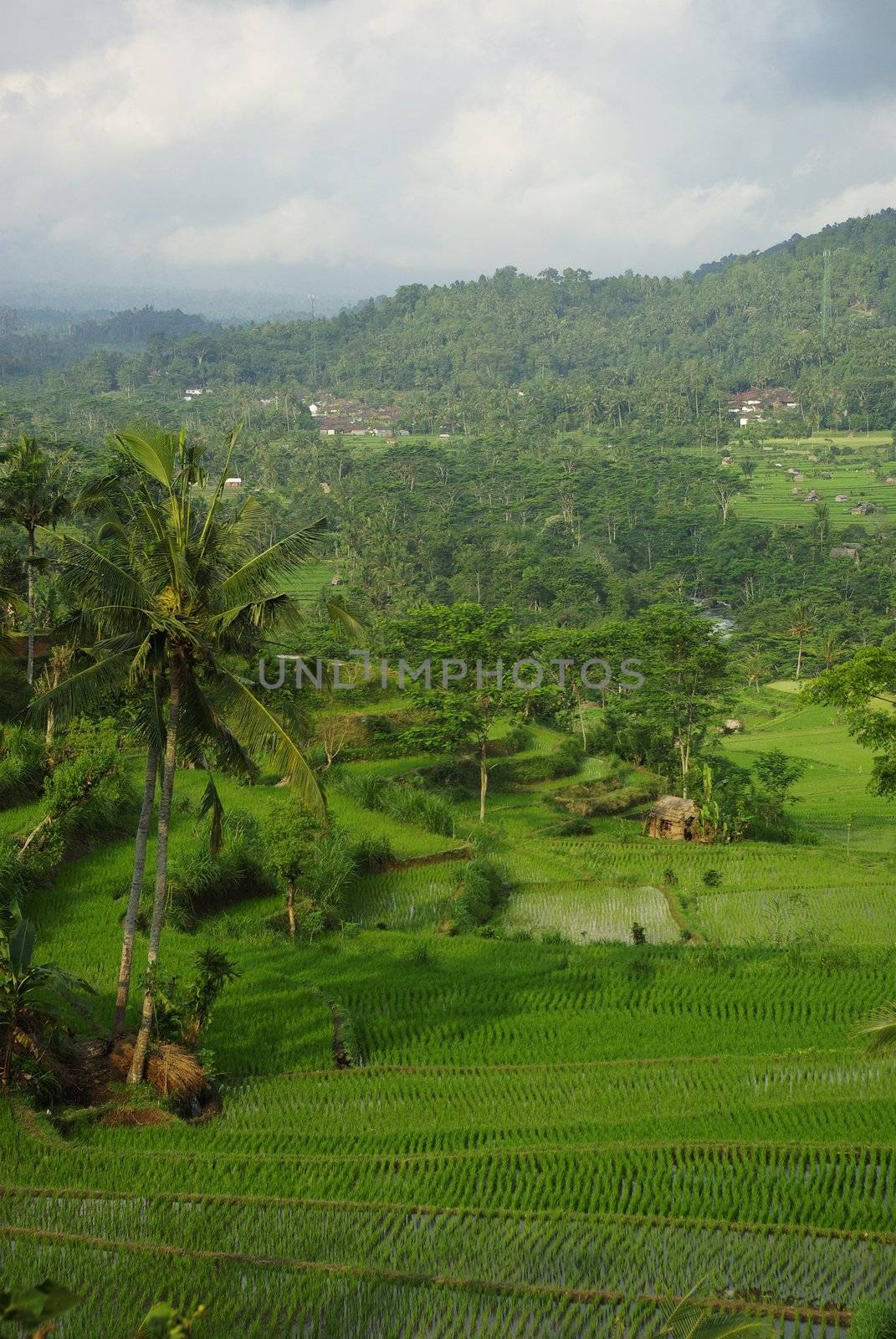 Landscape of young watered ricefield with some coconut palm and a forest in the background in Bali island
