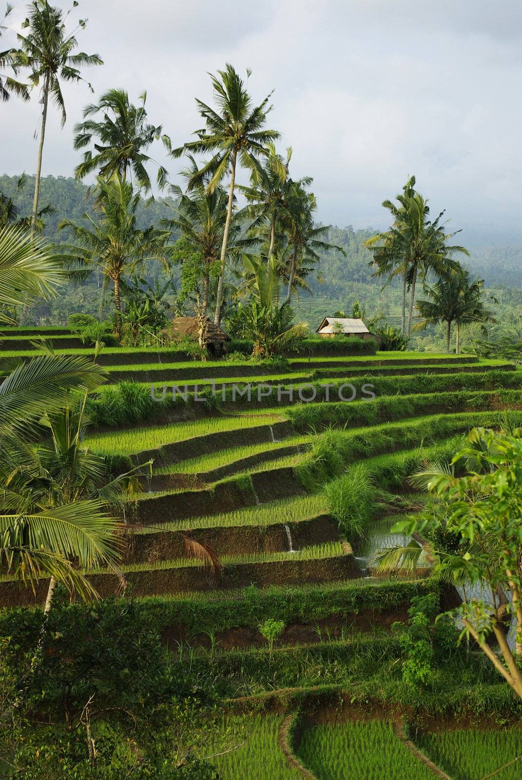 Landscape of young watered ricefield with some coconut palm and a little hut in Bali island