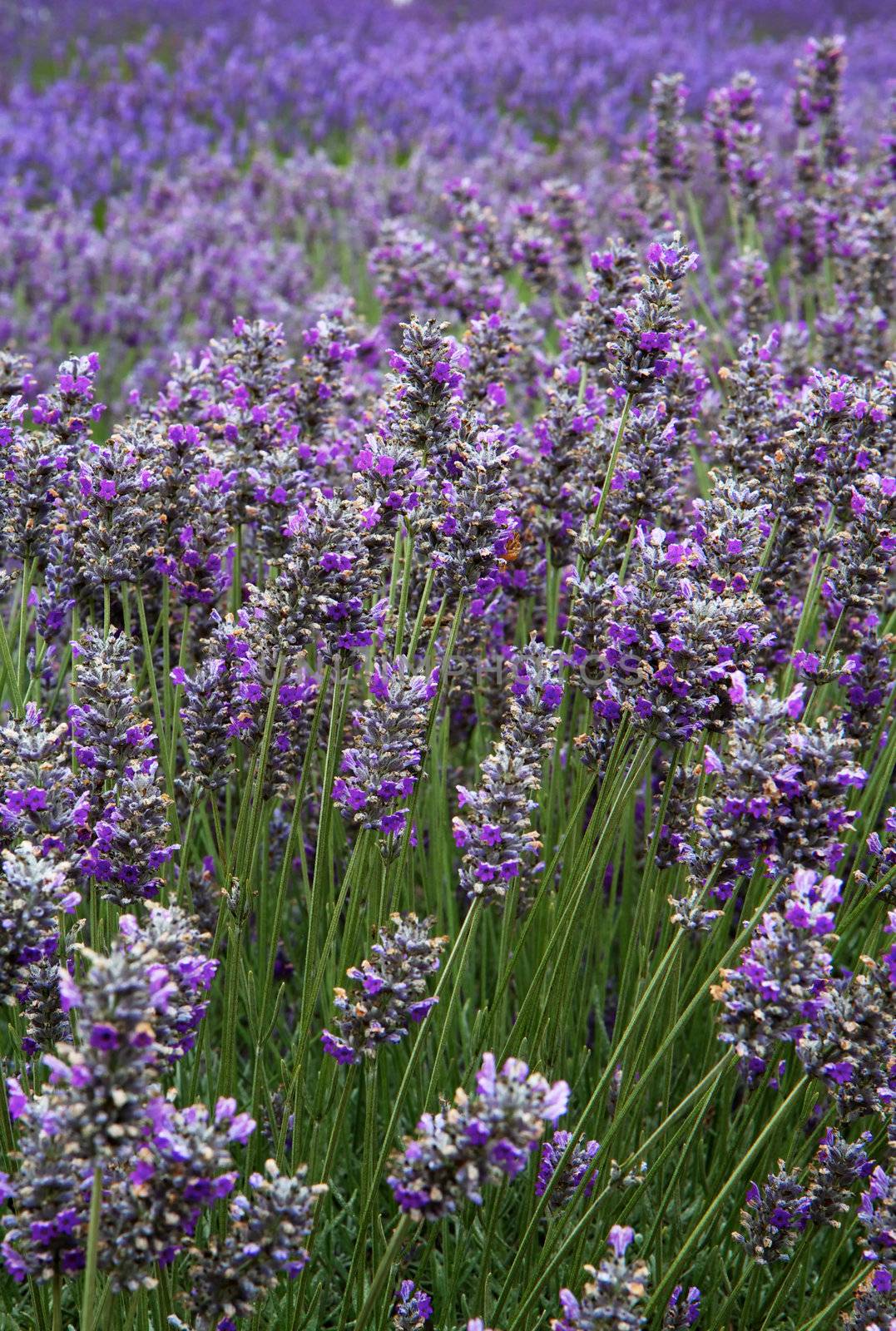 Lavender Field Vertical Far by bobkeenan