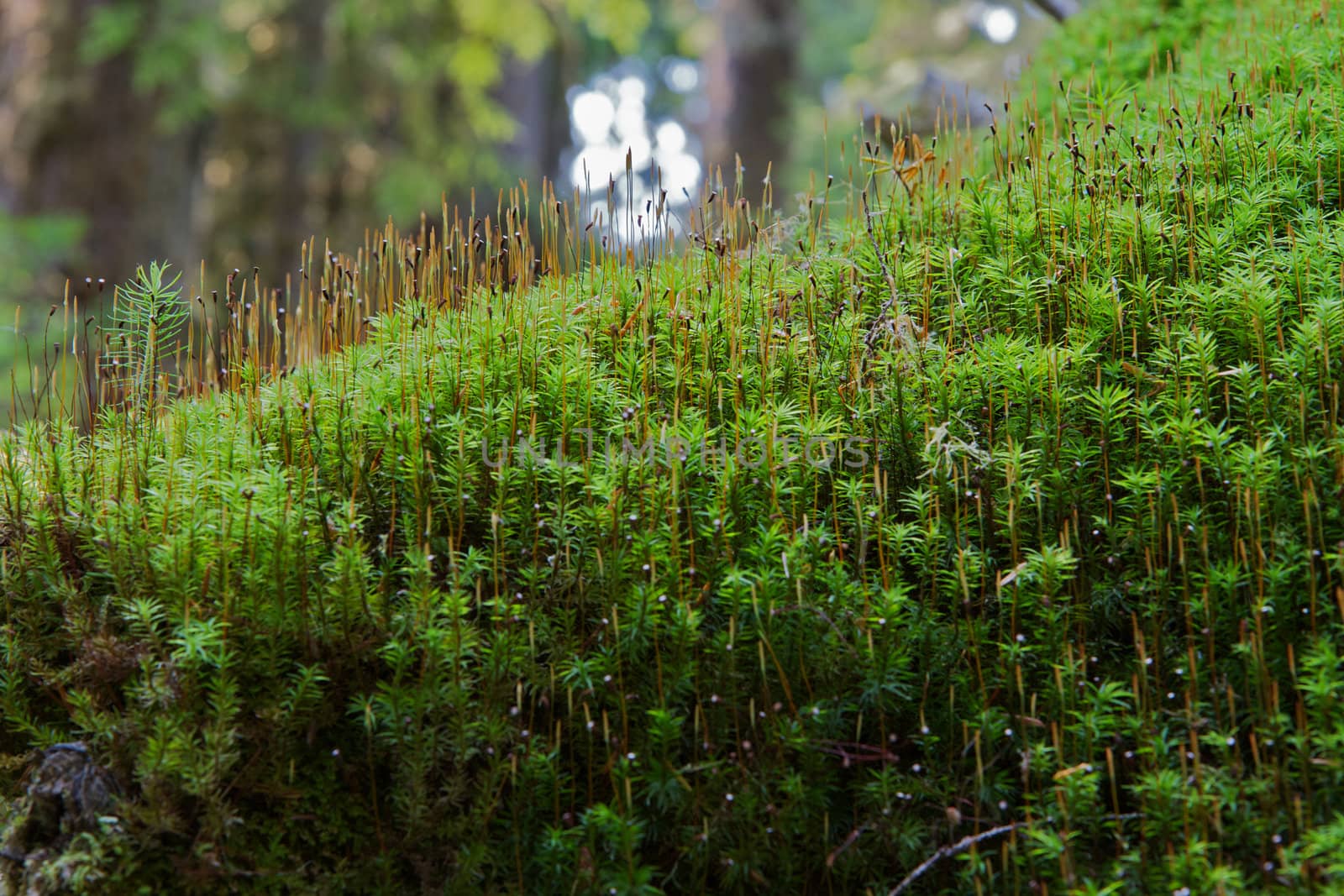ini Forest of moss by bobkeenan