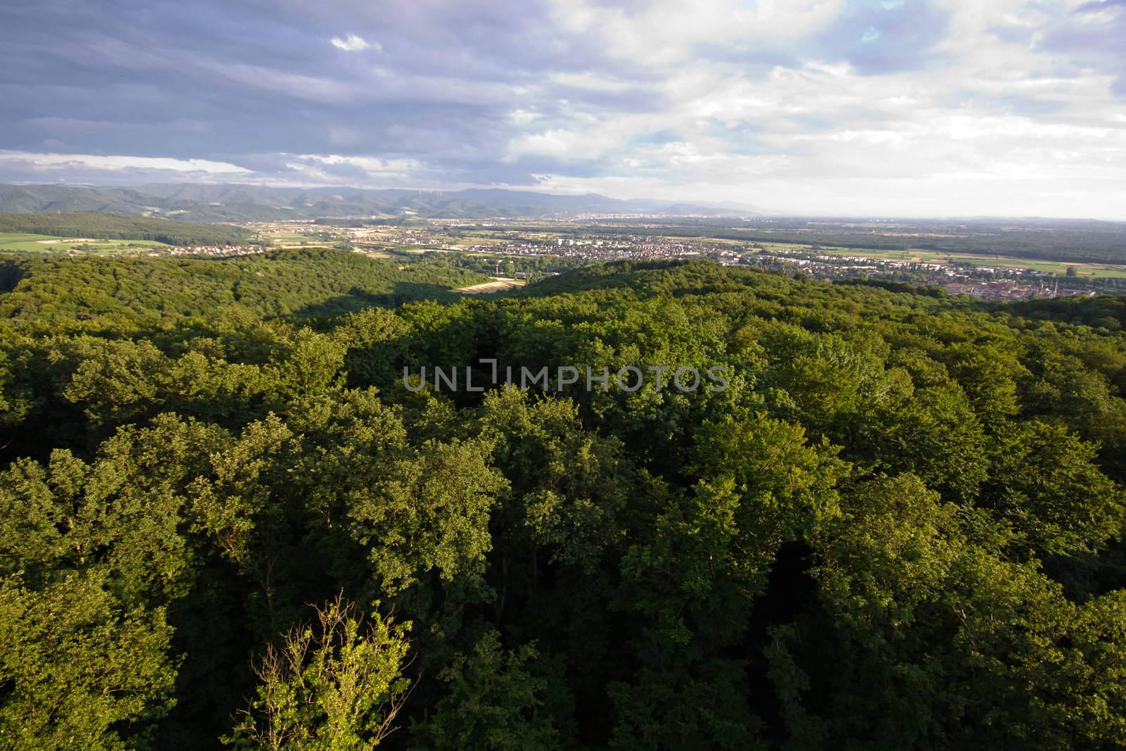 Black forrest at Germany nearly Freiburg