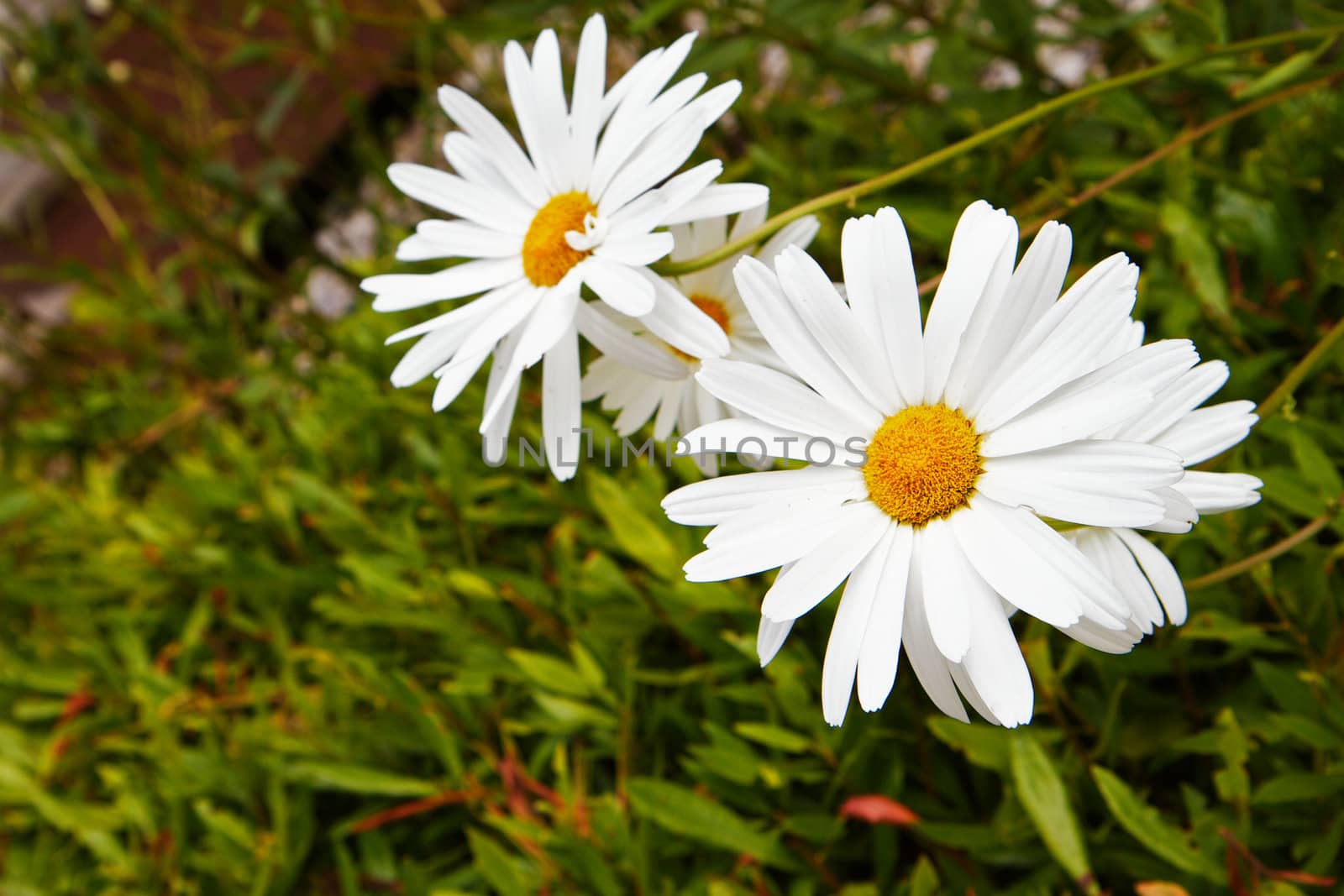 White daisies by bobkeenan