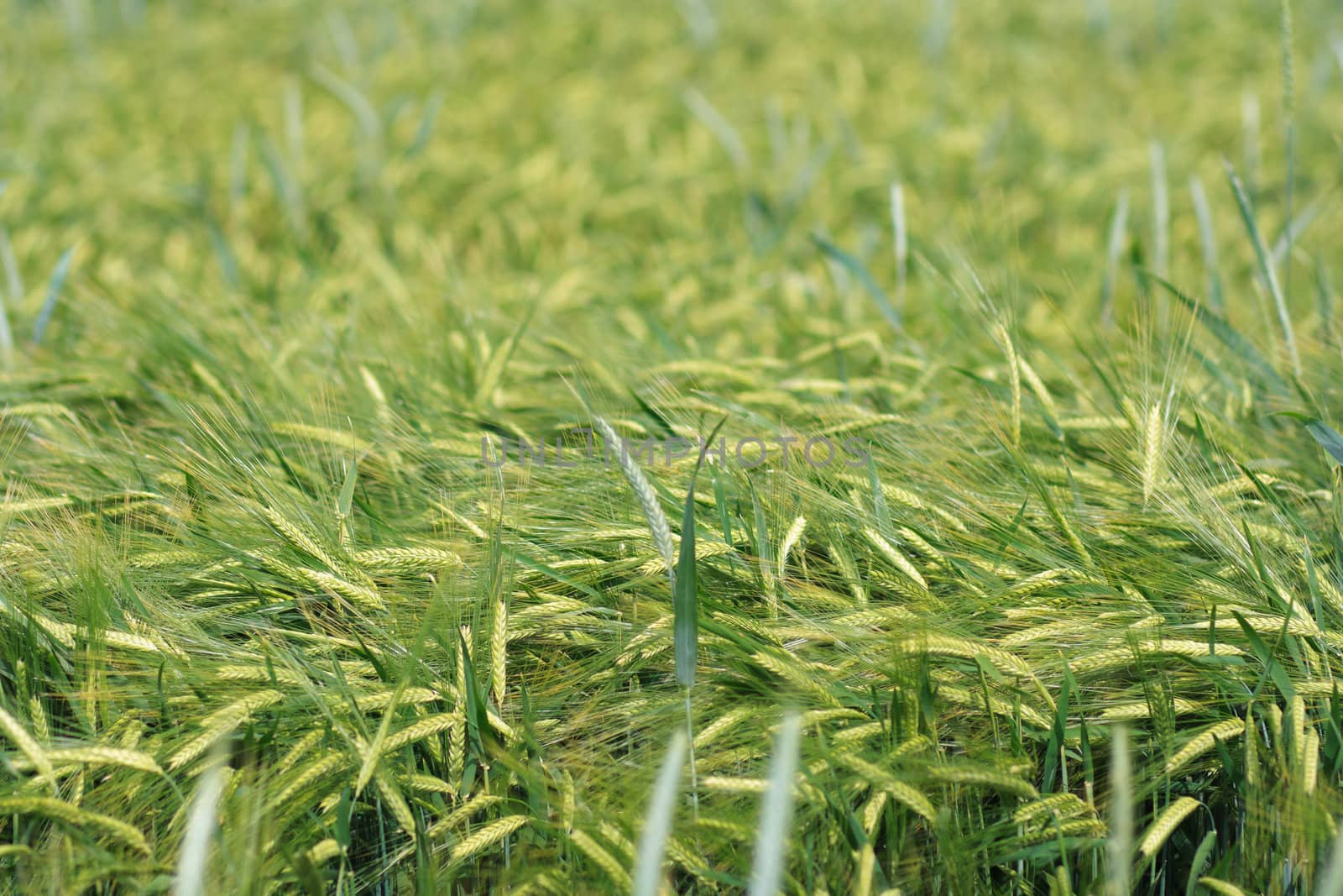 Yellow grain ready for harvest growing in a farm field