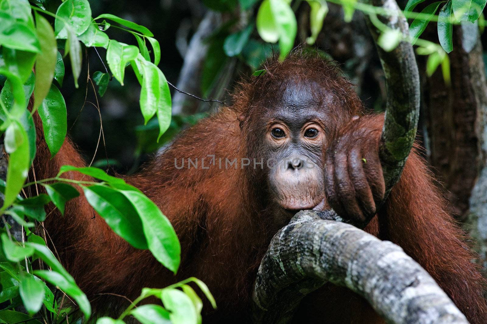 Indonesia, Borneo - Little Orangutan sitting in the trees