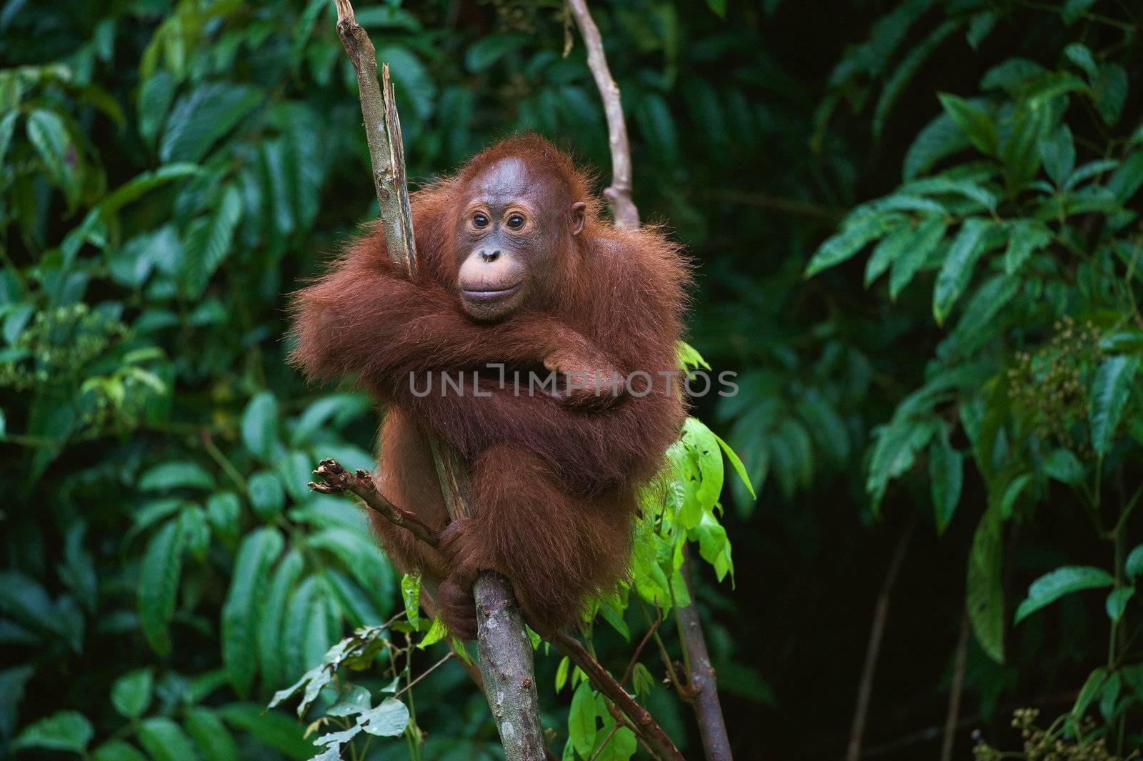 Young Orangutan on the tree by SURZ