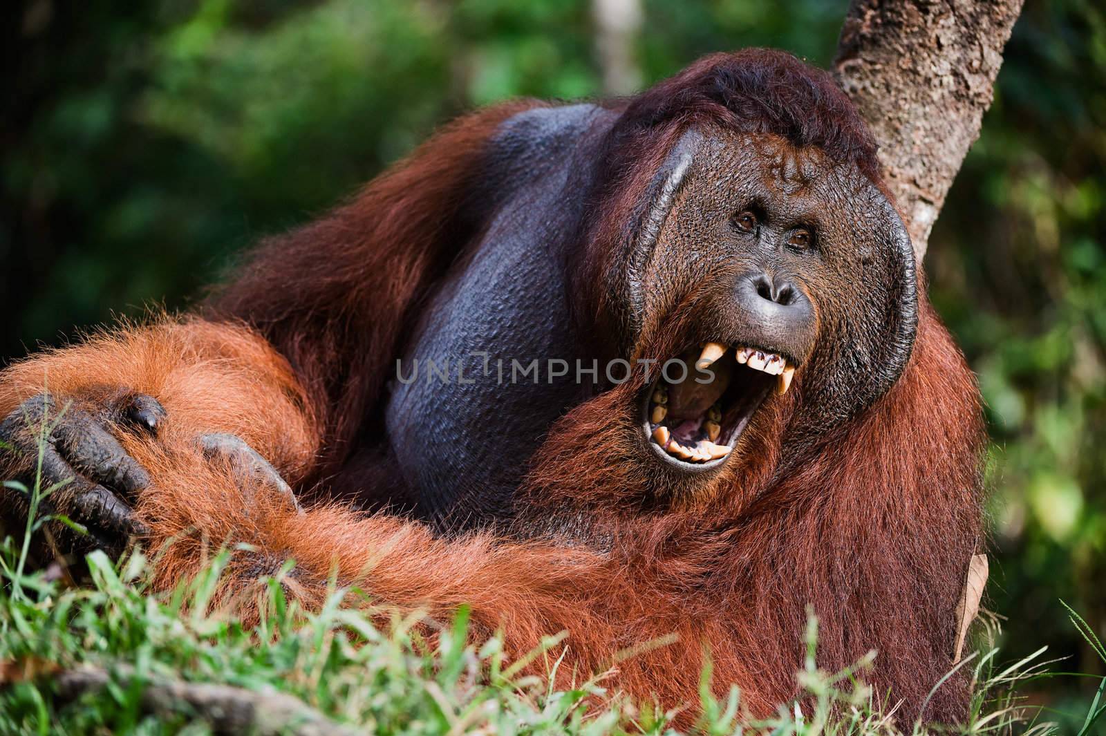 Indonesia, Borneo - Yawning Orangutan sitting on a tree