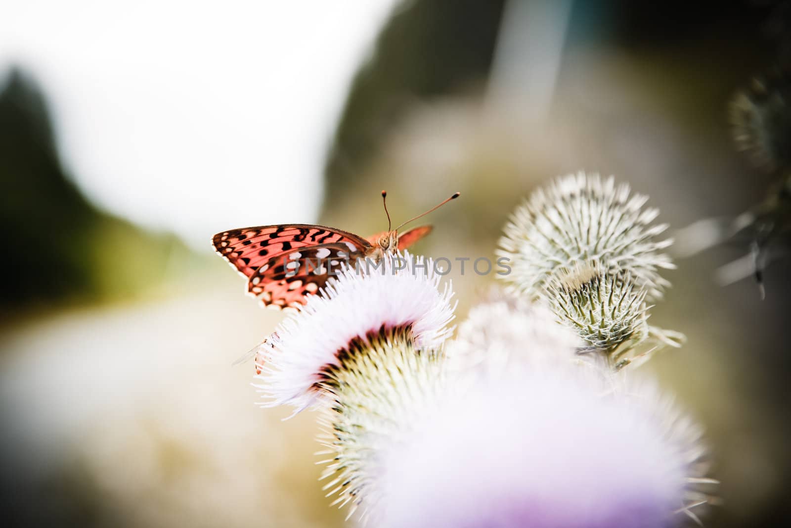 Closeup of a monarch butterfly on nice flower