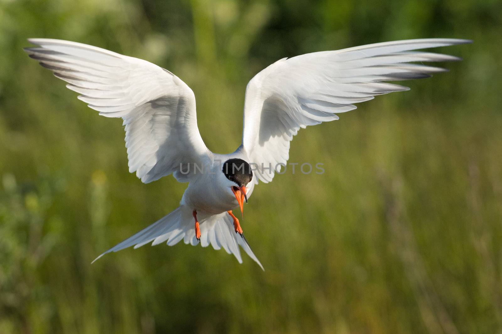 The Common Tern is a seabird of the tern family Sternidae. This bird has a circumpolar distribution breeding in temperate and sub-Arctic regions of Europe, Asia  and America.