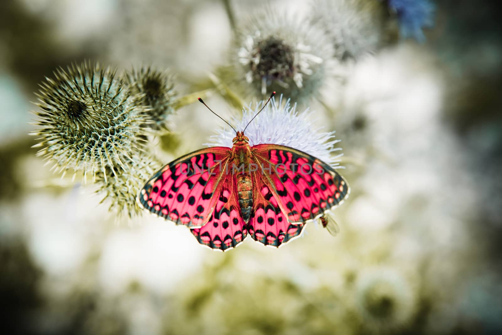 Closeup of a monarch butterfly on nice flower