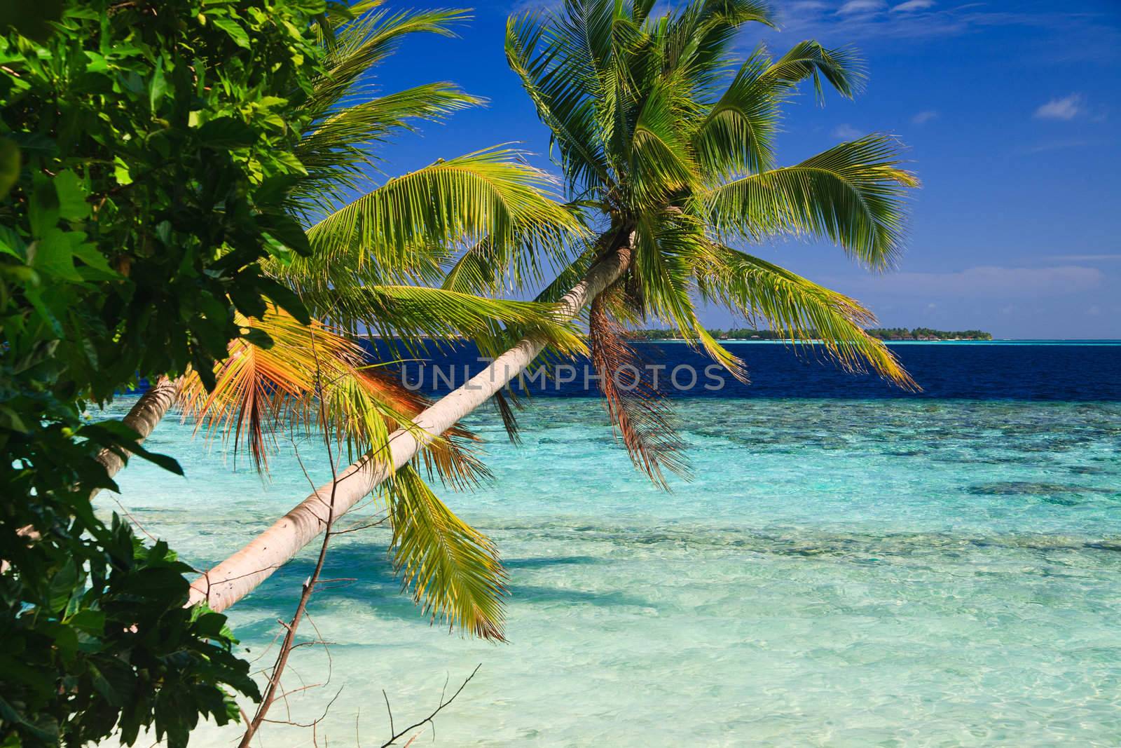 Tropical Paradise at Maldives with palms and blue sky