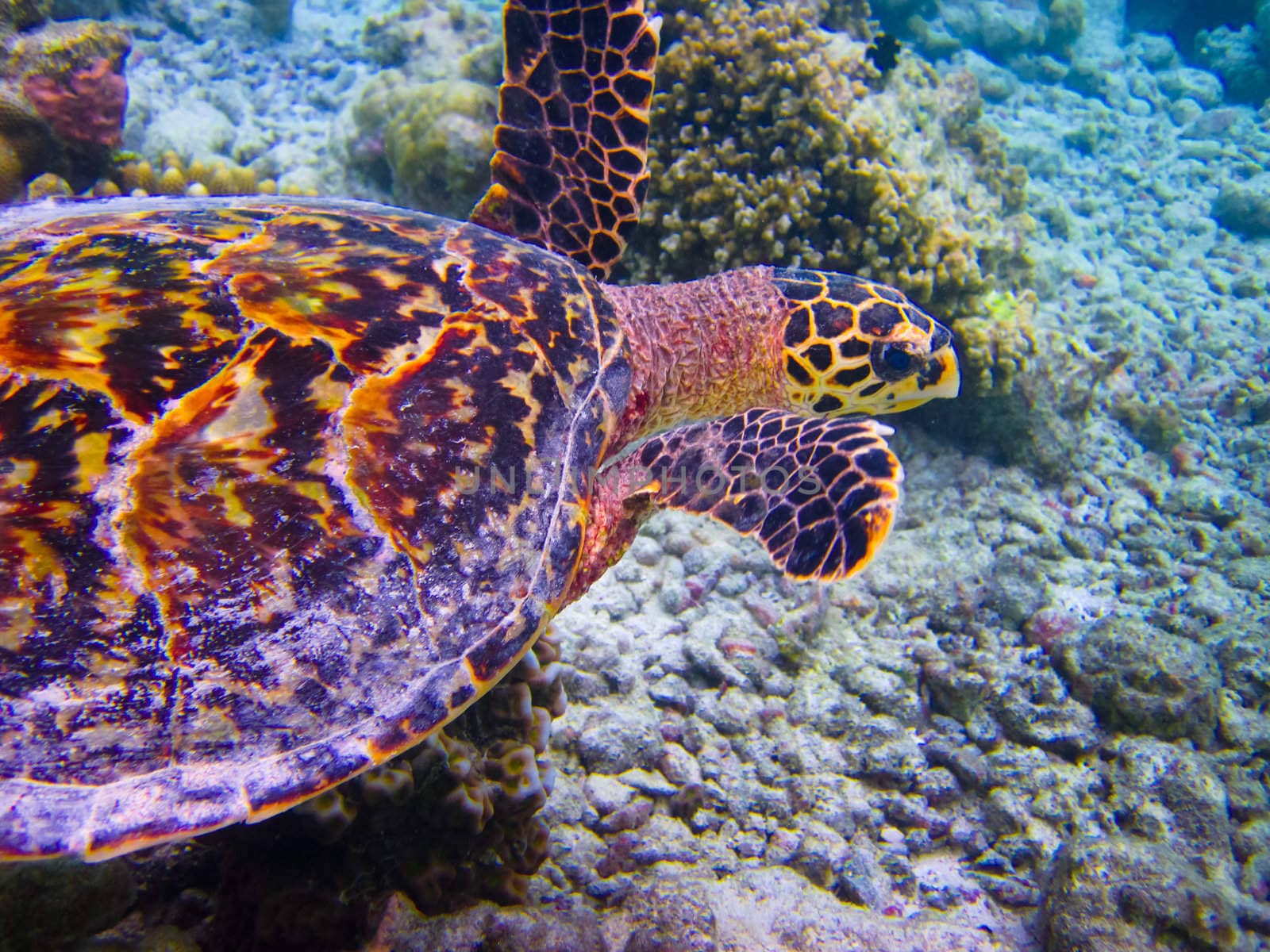 Hawksbill Turtle swiming like flying at Maldives