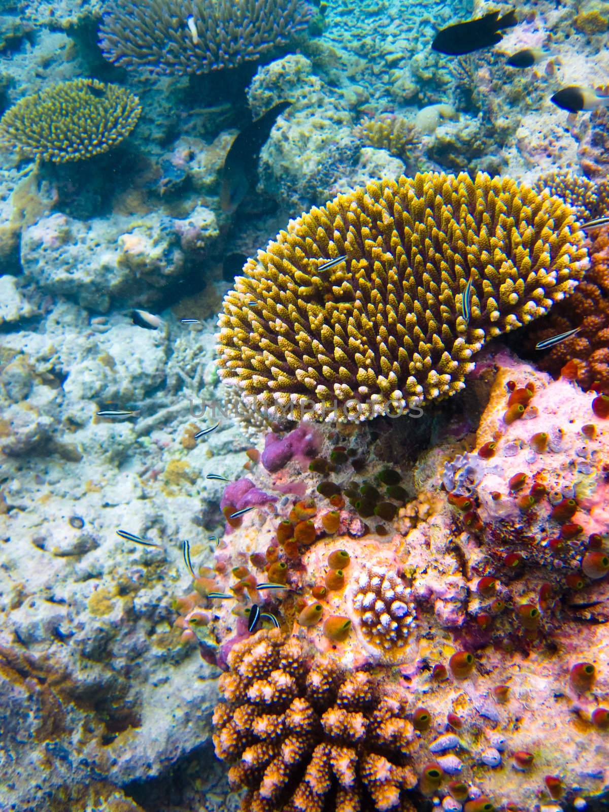 under water world at Maldives blue clear sea