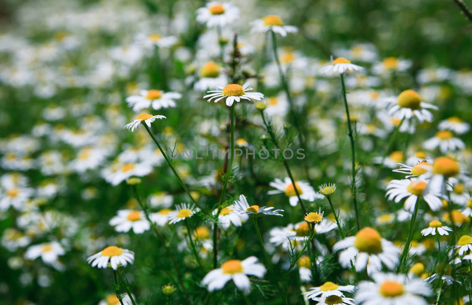 Spring grass field with many white daisies