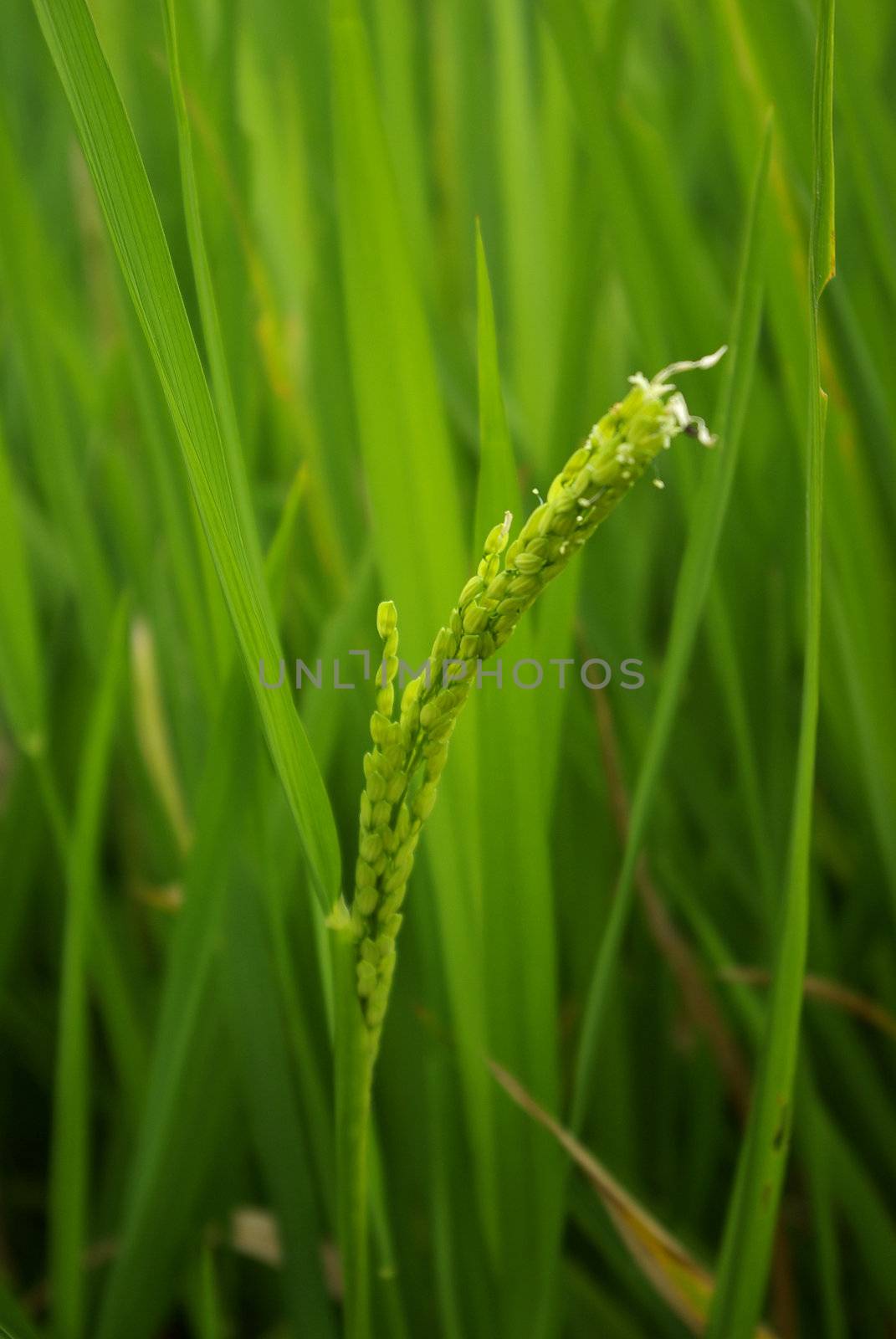 It's a simple close up on a rice blade in a ricefield on Bali island.