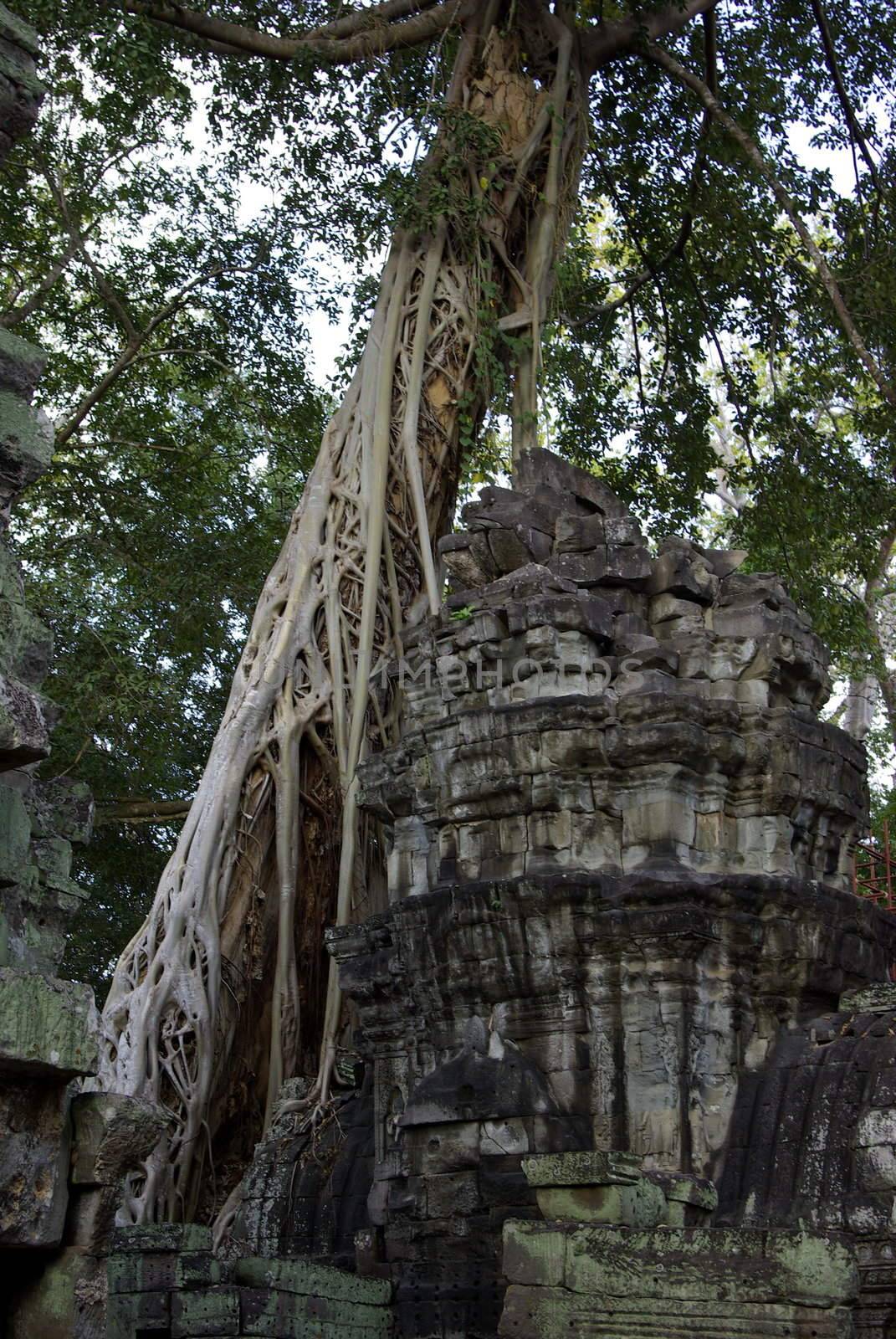 Incredible tree roots on a stone tower by shkyo30