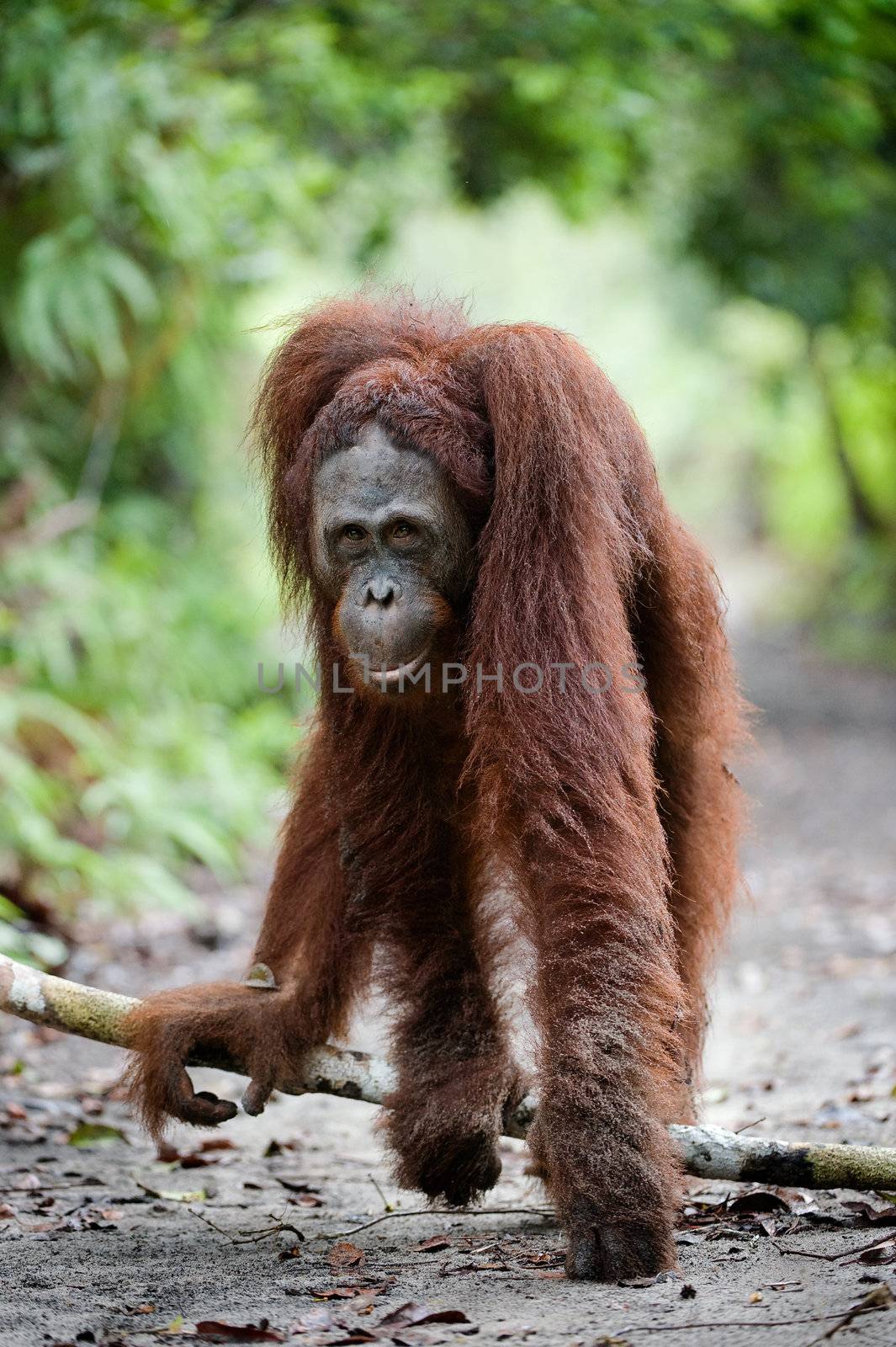 Indonesia.Borneo. Rainforest. Camp Leakey  Pongo pygmaeus wurmbii - southwest populations. 