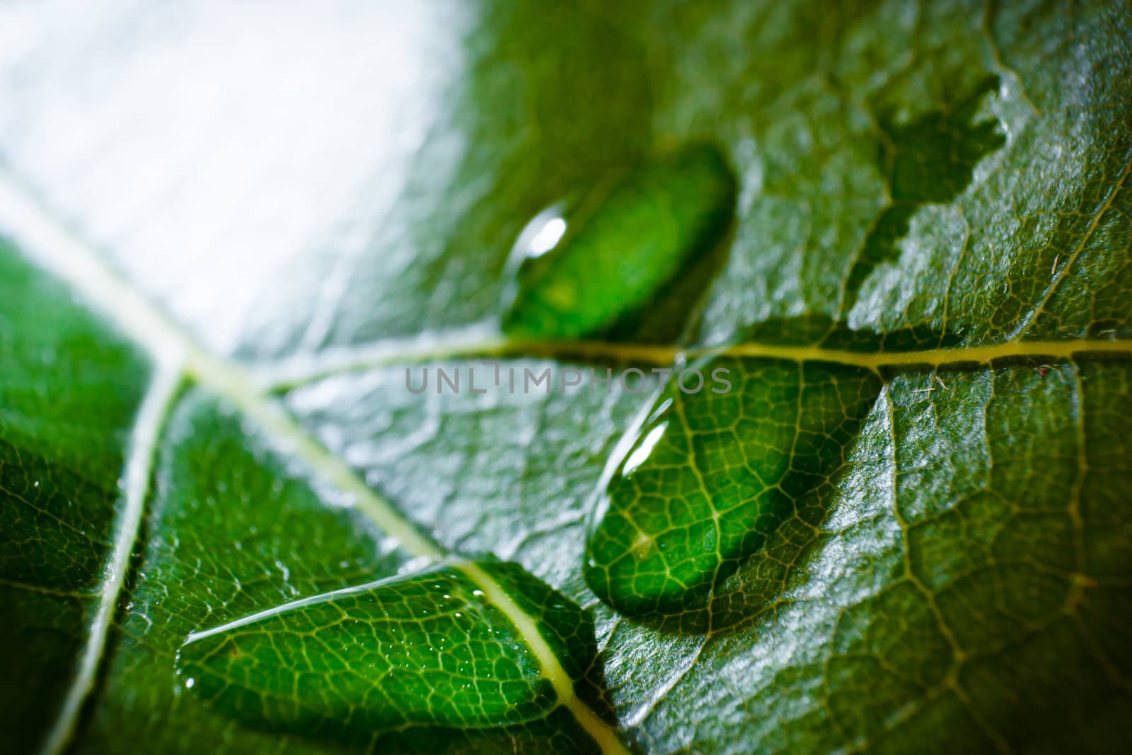 green fresh leaf details macro