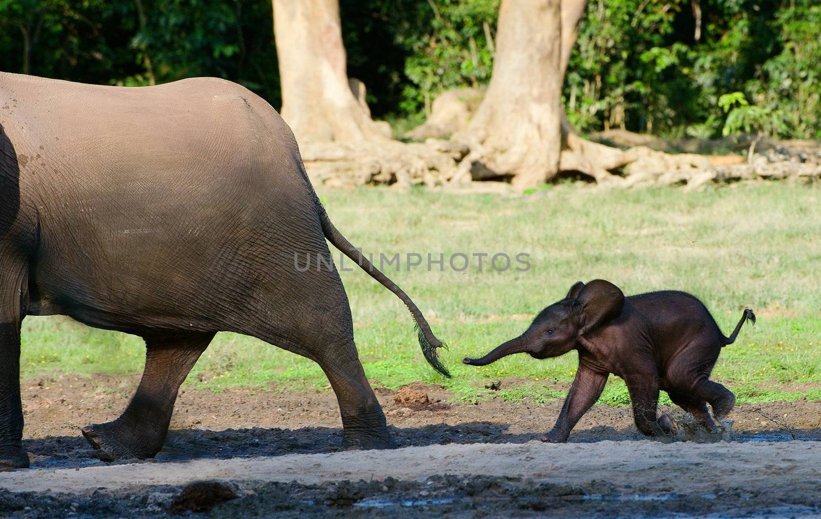 Africa. CAR. Forest Elephant.The small elephant calf runs for mum, trying to seize its tail.
