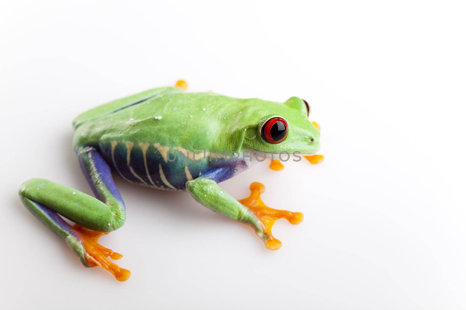 Red eye frog by JanPietruszka