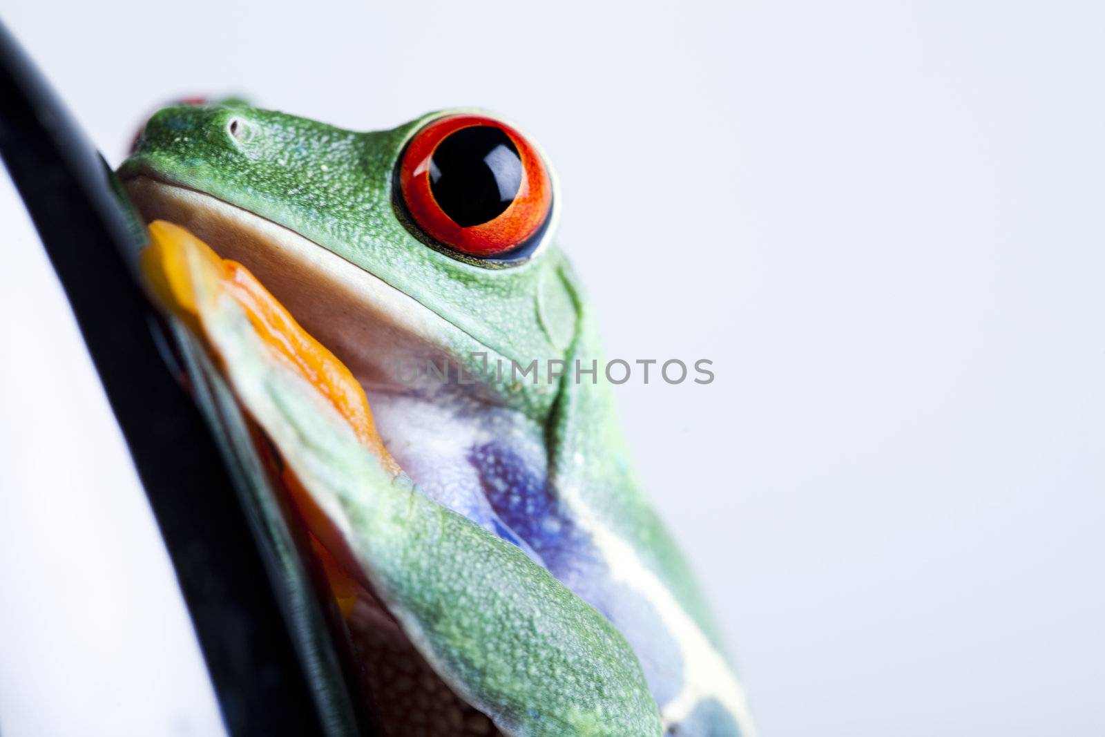 Frog - small animal with smooth skin and long legs that are used for jumping. 